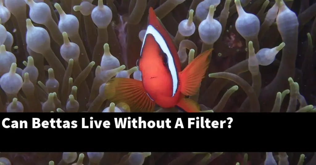 Can Bettas Live Without A Filter? Planted Nano Tanks