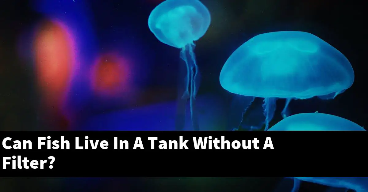 Can Fish Live In A Tank Without A Filter?