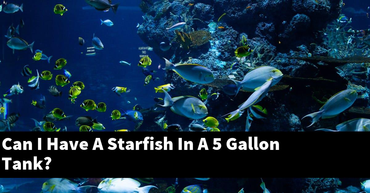 Can I Have A Starfish In A 5 Gallon Tank?