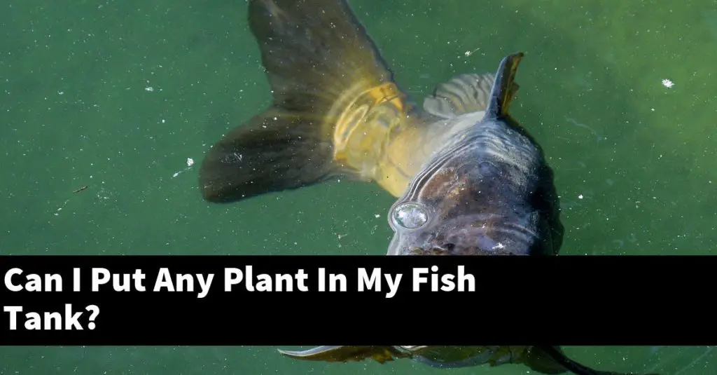 can-i-put-any-plant-in-my-fish-tank-planted-nano-tanks