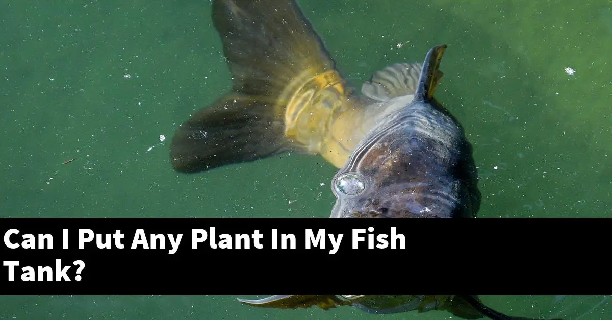Can I Put Any Plant In My Fish Tank?