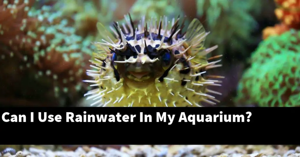 Can I Use Rainwater In My Aquarium? Planted Nano Tanks