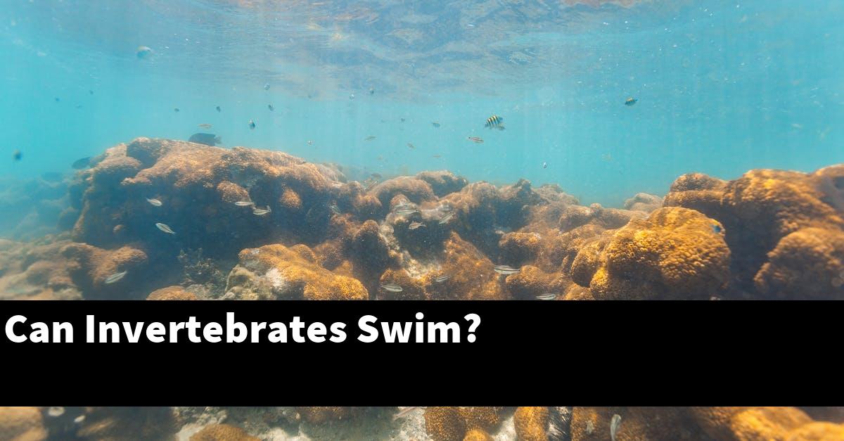 Can Invertebrates Swim?