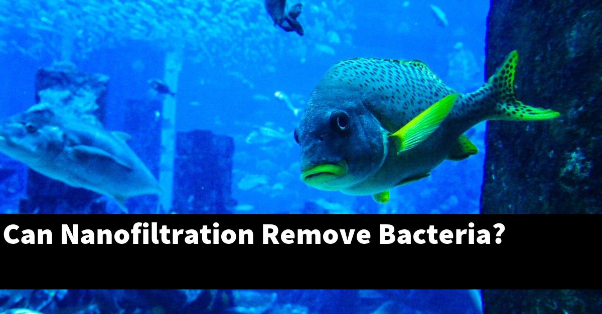 Can Nanofiltration Remove Bacteria?