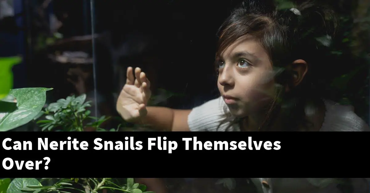 Can Nerite Snails Flip Themselves Over?