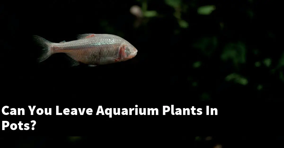 Can You Leave Aquarium Plants In Pots?