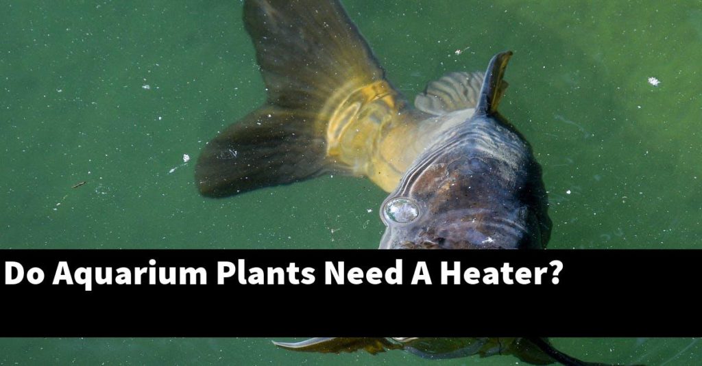 Do Aquarium Plants Need A Heater? Planted Nano Tanks