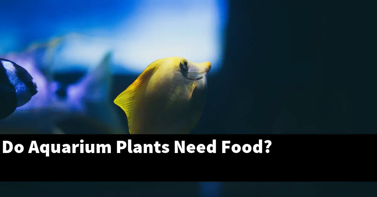Do Aquarium Plants Need Food?