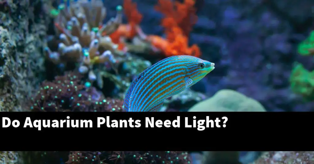 Do Aquarium Plants Need Light? Planted Nano Tanks