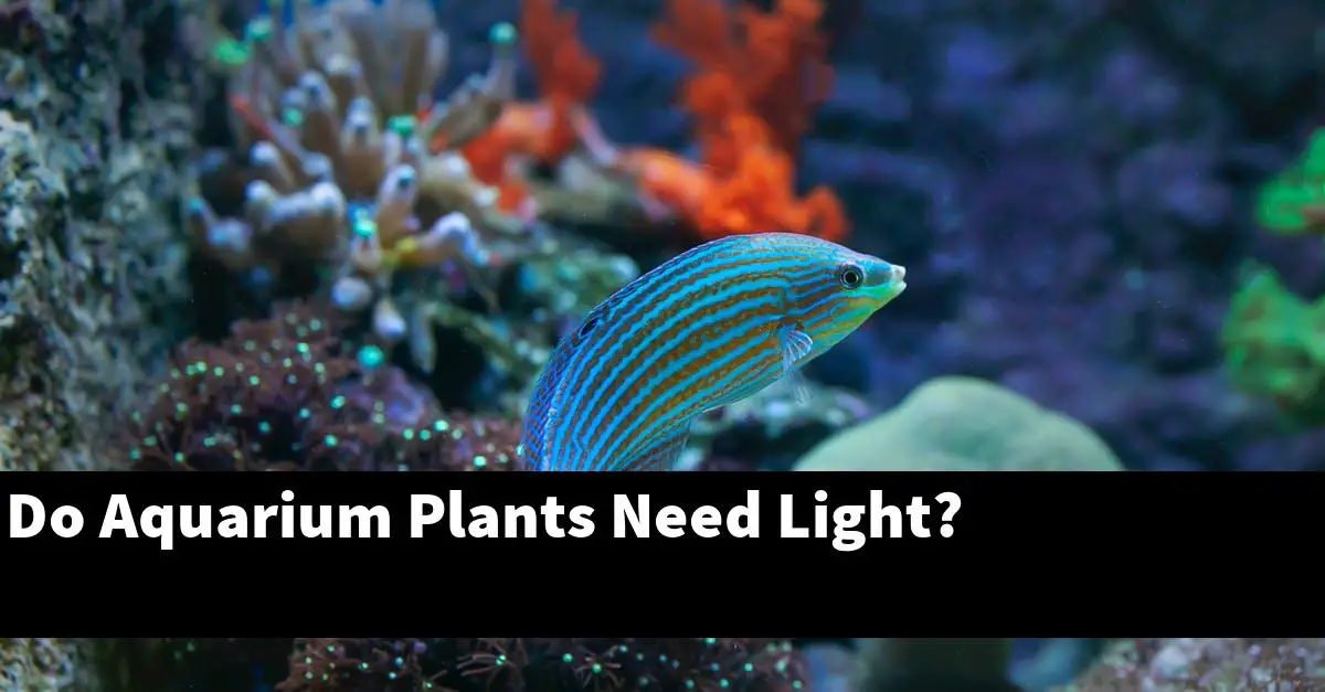 Do Aquarium Plants Need Light?