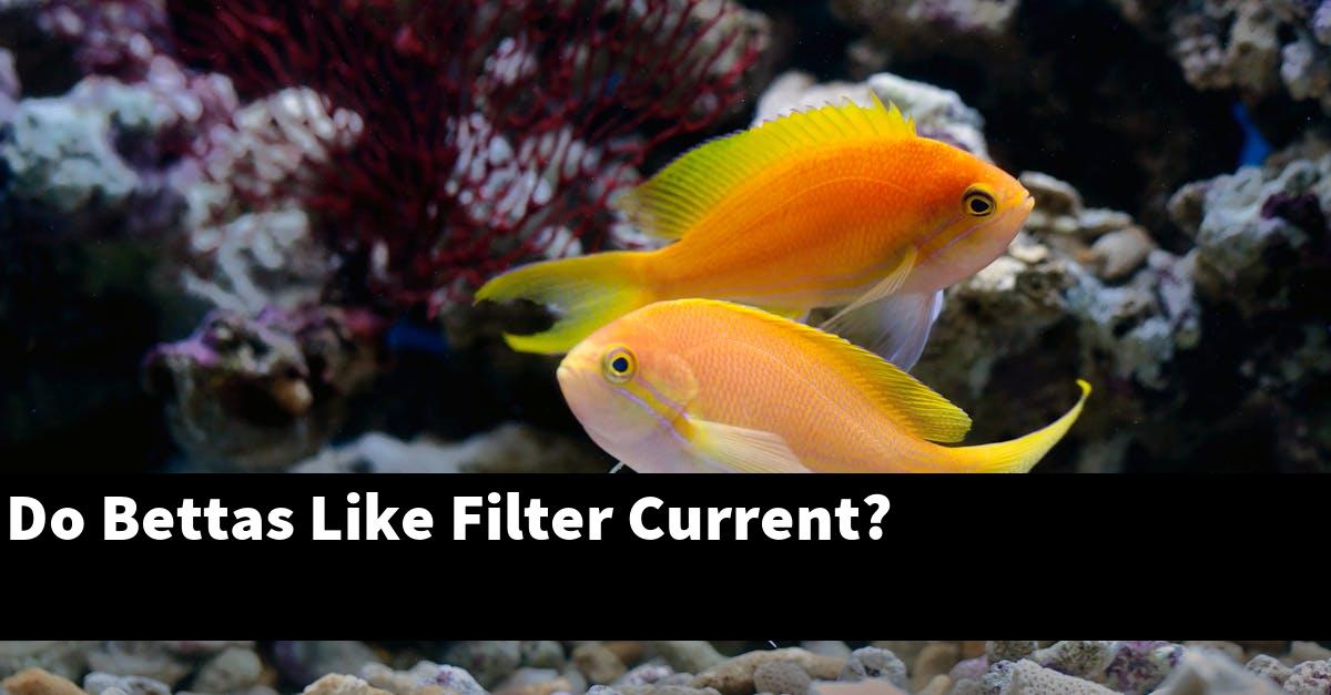 Do Bettas Like Filter Current?