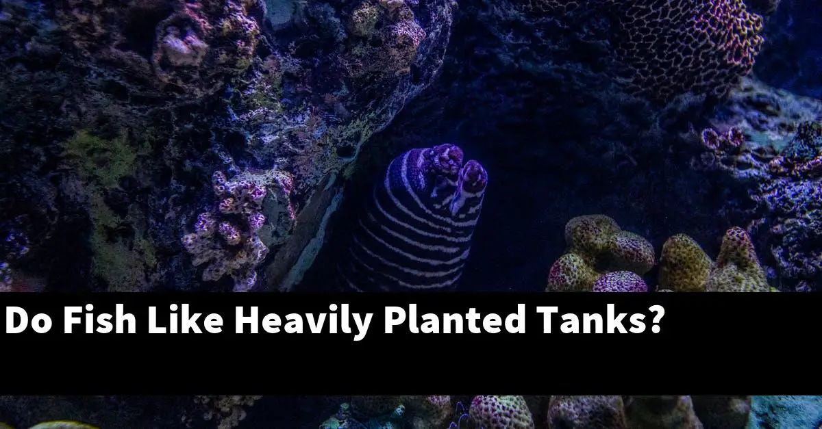 Do Fish Like Heavily Planted Tanks?