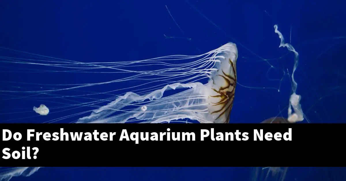 Do Freshwater Aquarium Plants Need Soil?