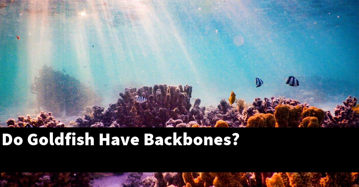 Do Goldfish Have Backbones?