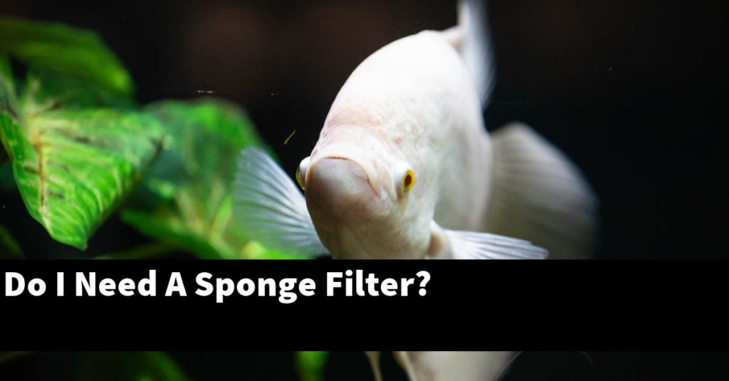 Do I Need A Sponge Filter? Planted Nano Tanks