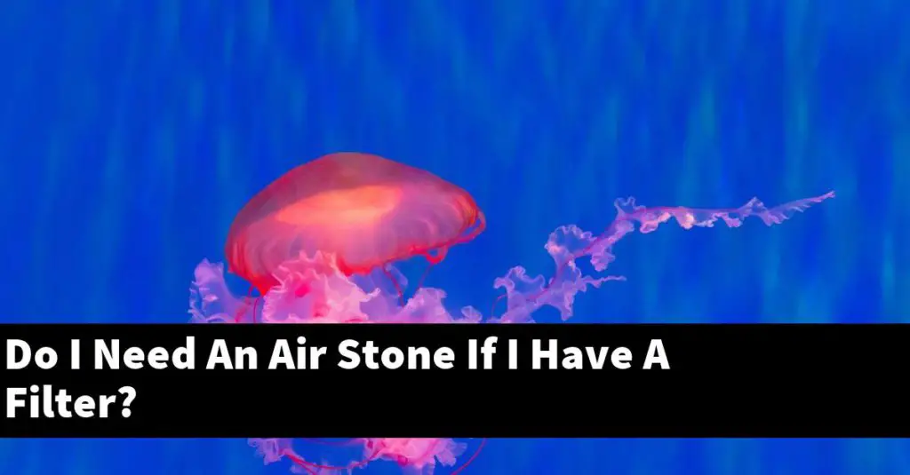 Do I Need An Air Stone If I Have A Filter? Planted Nano Tanks