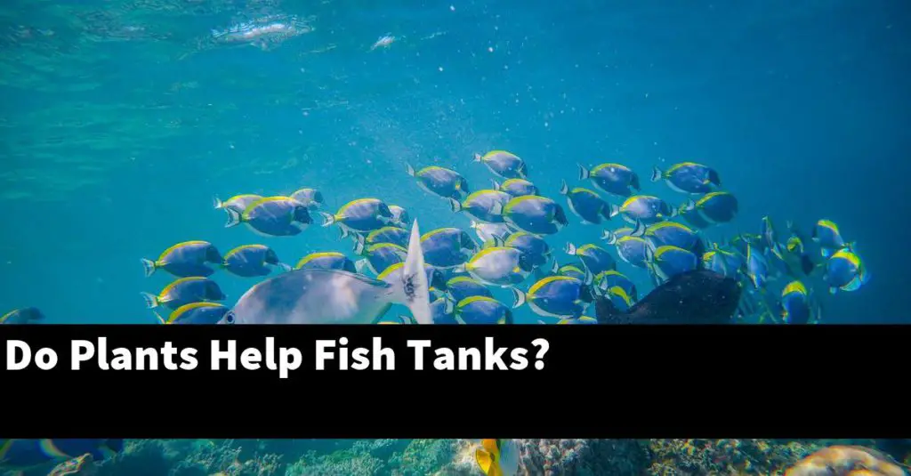 Do Plants Help Fish Tanks? Planted Nano Tanks