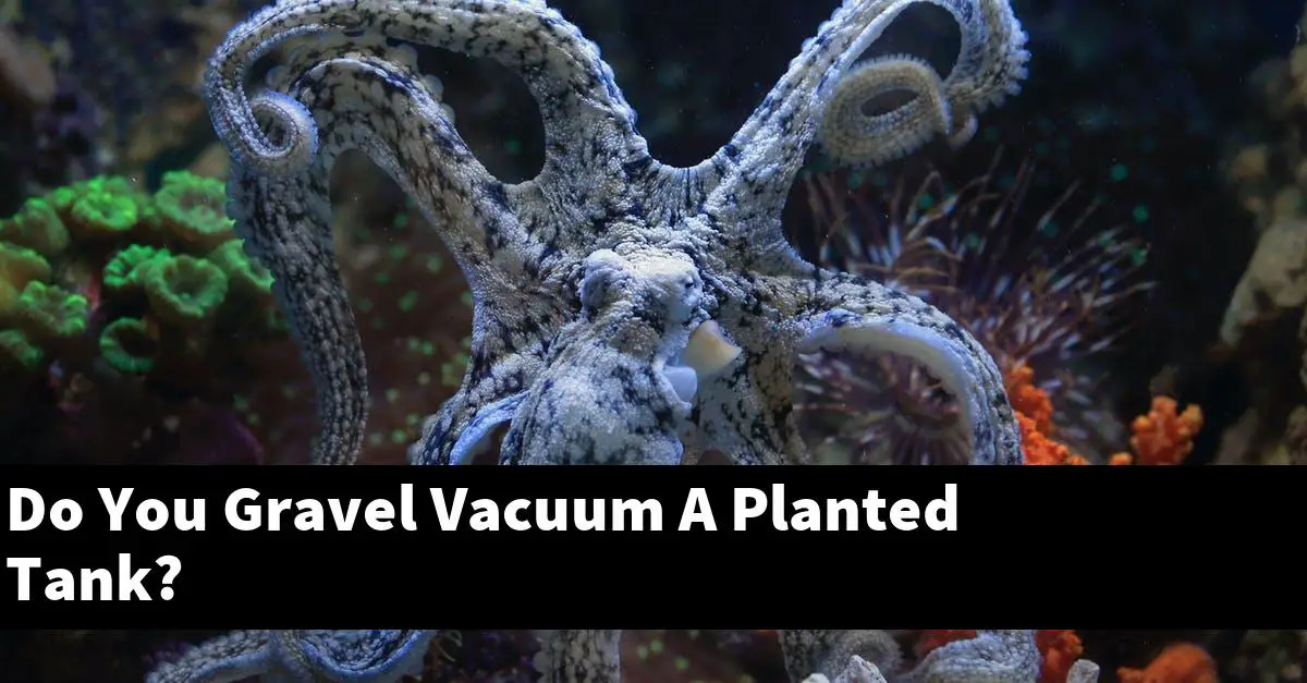 Do You Gravel Vacuum A Planted Tank?
