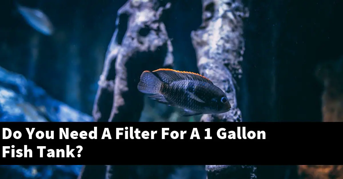 Do You Need A Filter For A 1 Gallon Fish Tank?