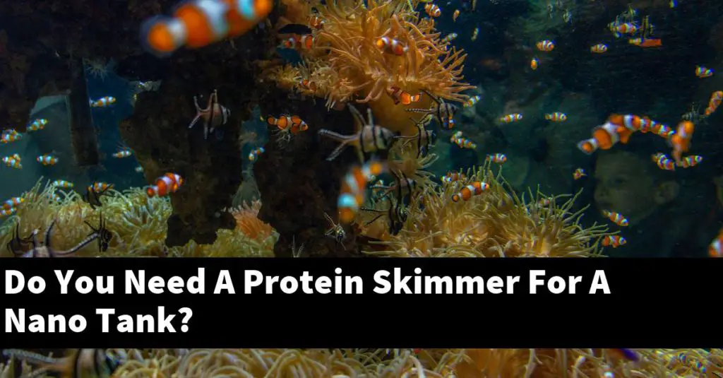 Do You Need A Protein Skimmer For A Nano Tank? Planted Nano Tanks