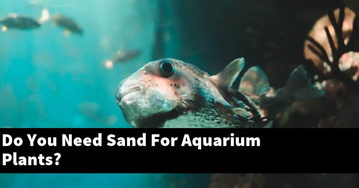 Do You Need Sand For Aquarium Plants?