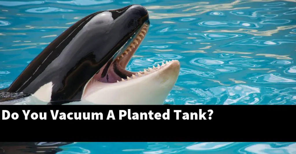 Do You Vacuum A Planted Tank? Planted Nano Tanks