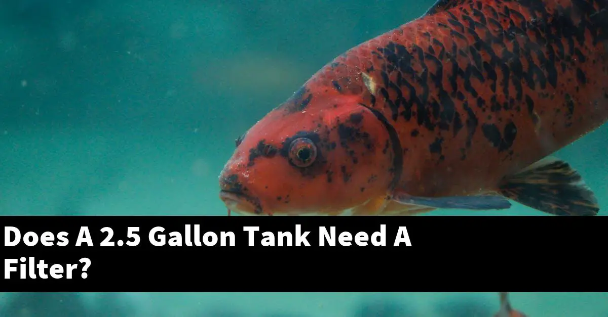 Does A 2.5 Gallon Tank Need A Filter?