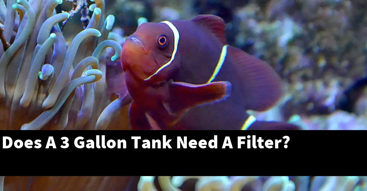 Does A 3 Gallon Tank Need A Filter?