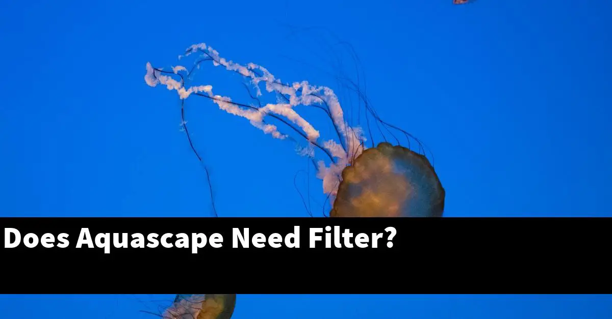 Does Aquascape Need Filter?