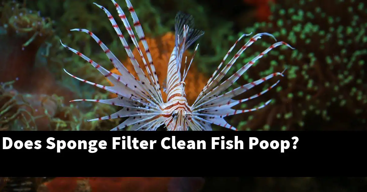 Does Sponge Filter Clean Fish Poop?