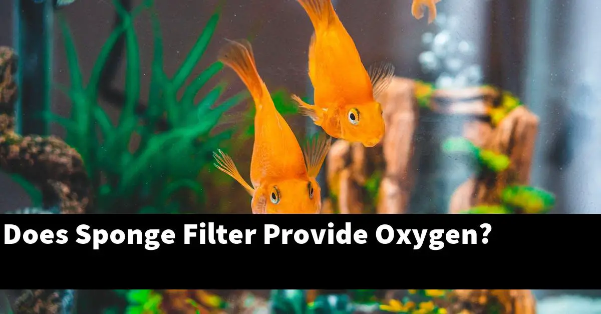 Does Sponge Filter Provide Oxygen?