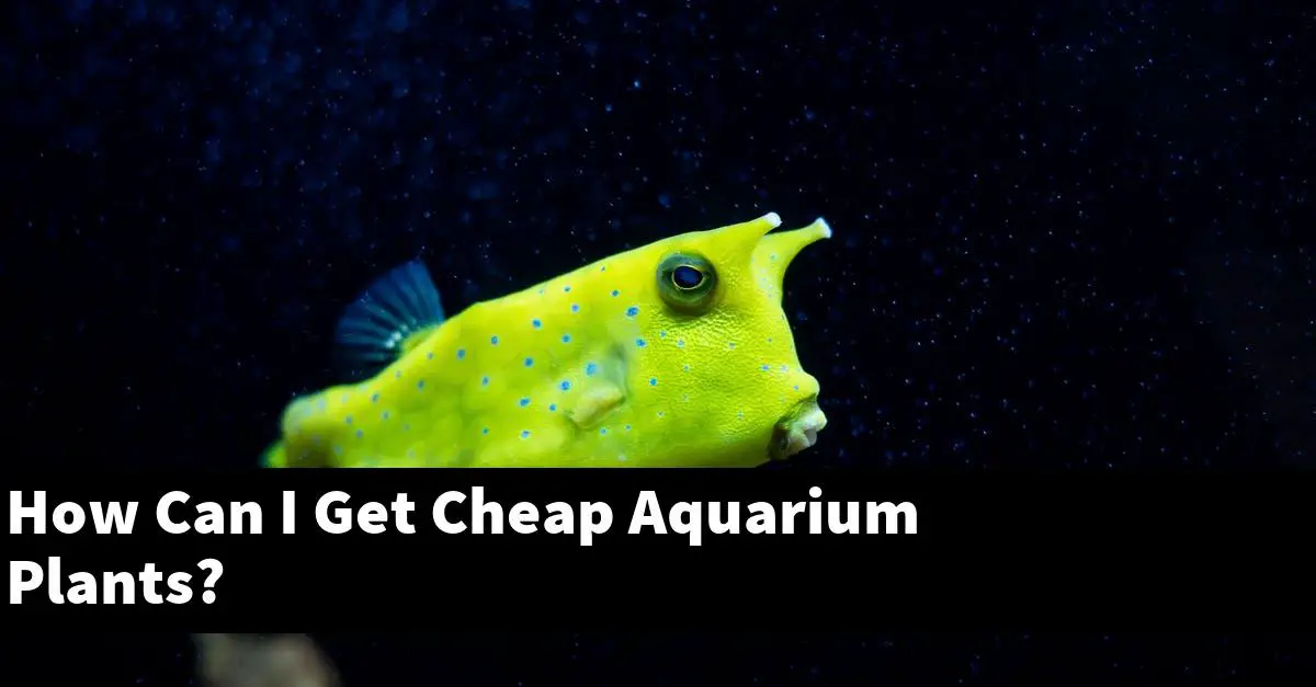 How Can I Get Cheap Aquarium Plants?