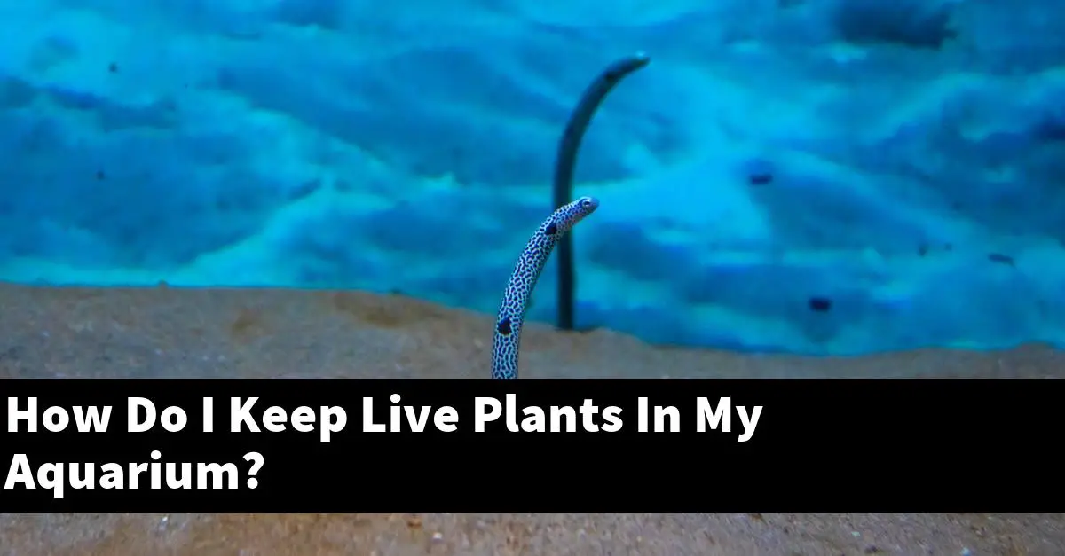 How Do I Keep Live Plants In My Aquarium?