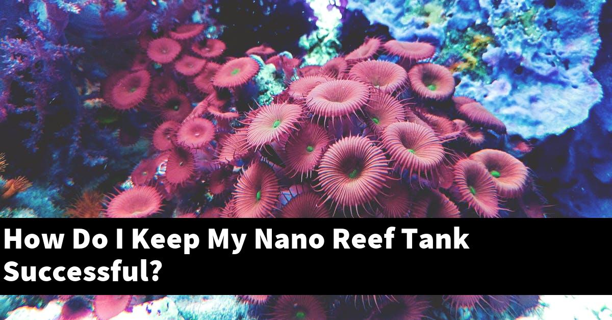 How Do I Keep My Nano Reef Tank Successful?