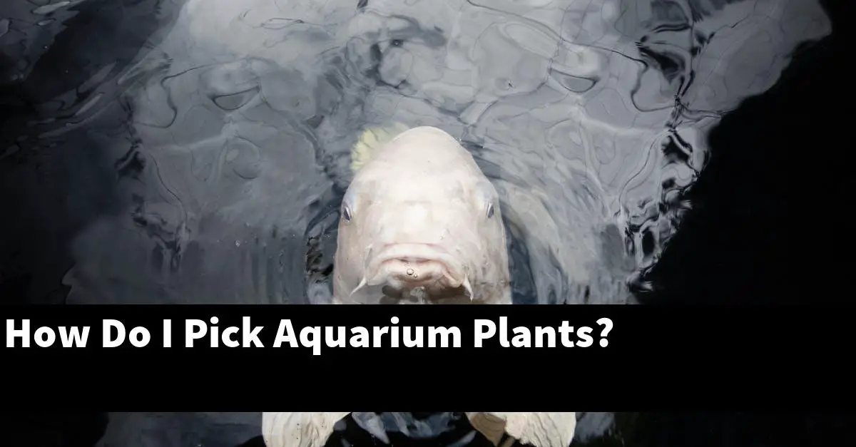 How Do I Pick Aquarium Plants?