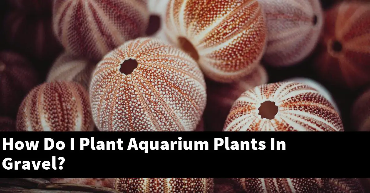 How Do I Plant Aquarium Plants In Gravel?