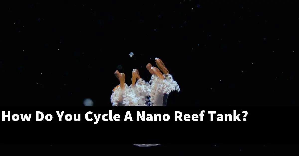 How Do You Cycle A Nano Reef Tank?