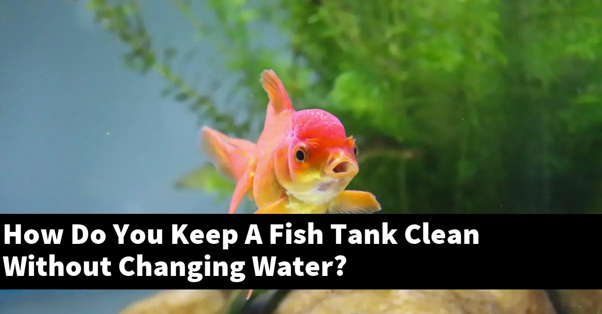 How Do You Keep A Fish Tank Clean Without Changing Water?