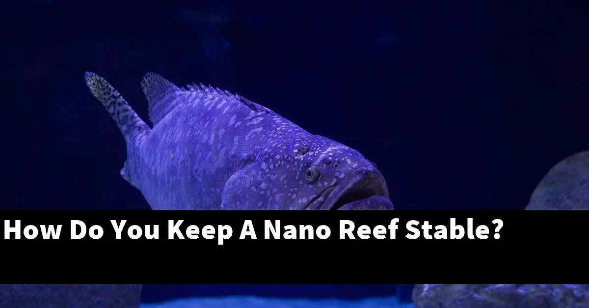 How Do You Keep A Nano Reef Stable?