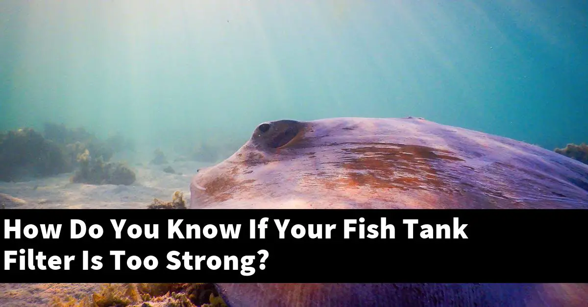 How Do You Know If Your Fish Tank Filter Is Too Strong?