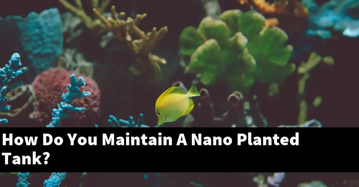 How Do You Maintain A Nano Planted Tank?