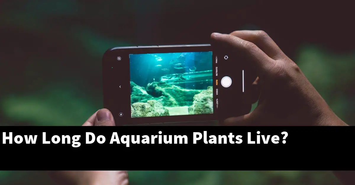 How Long Do Aquarium Plants Live?