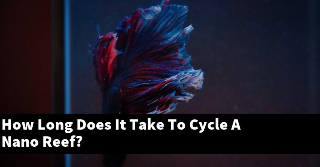 How Long Does It Take To Cycle A Nano Reef? Planted Nano Tanks
