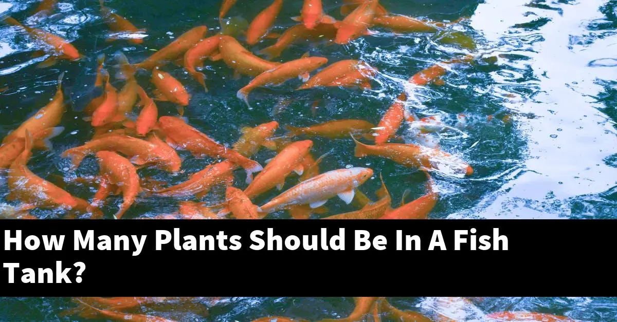How Many Plants Should Be In A Fish Tank?