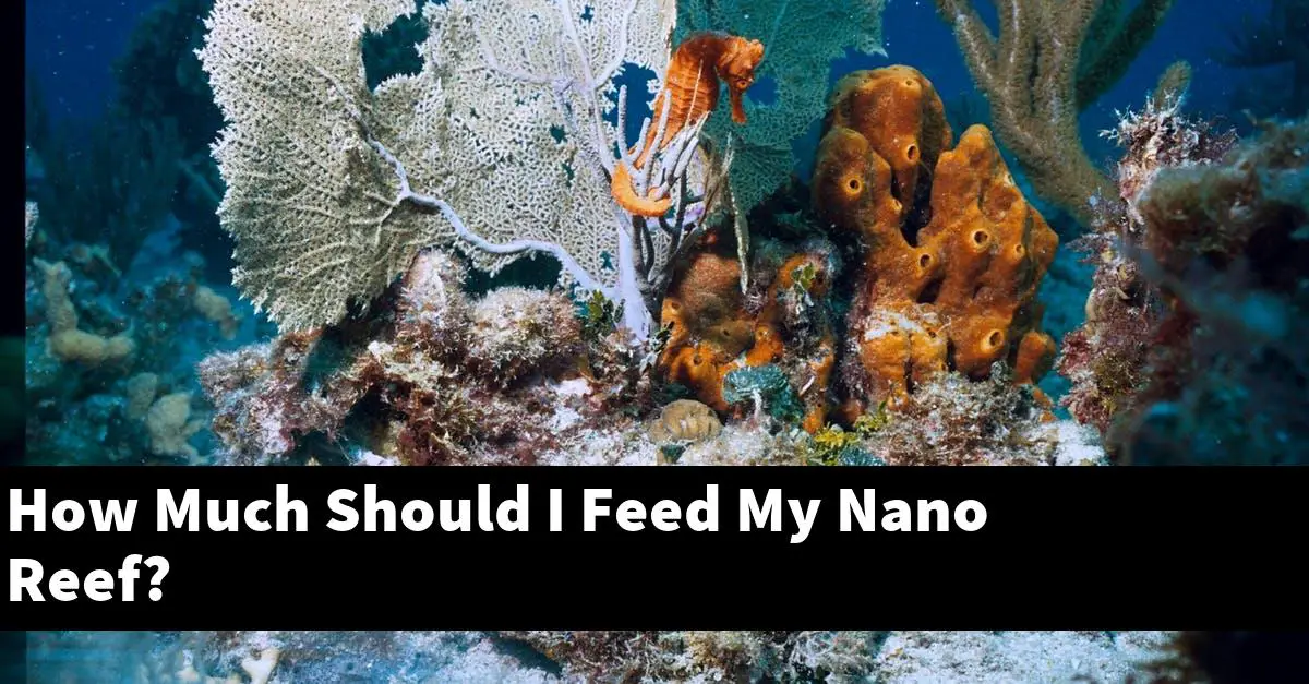 How Much Should I Feed My Nano Reef?