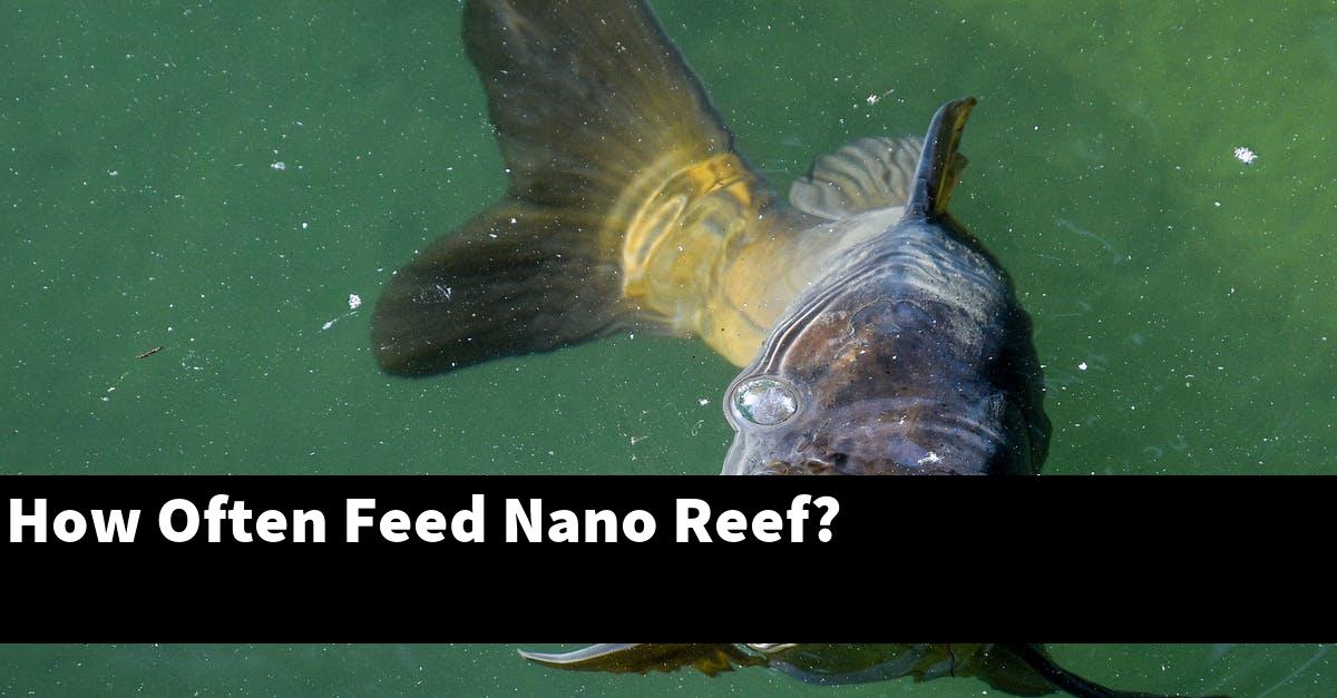 How Often Feed Nano Reef?