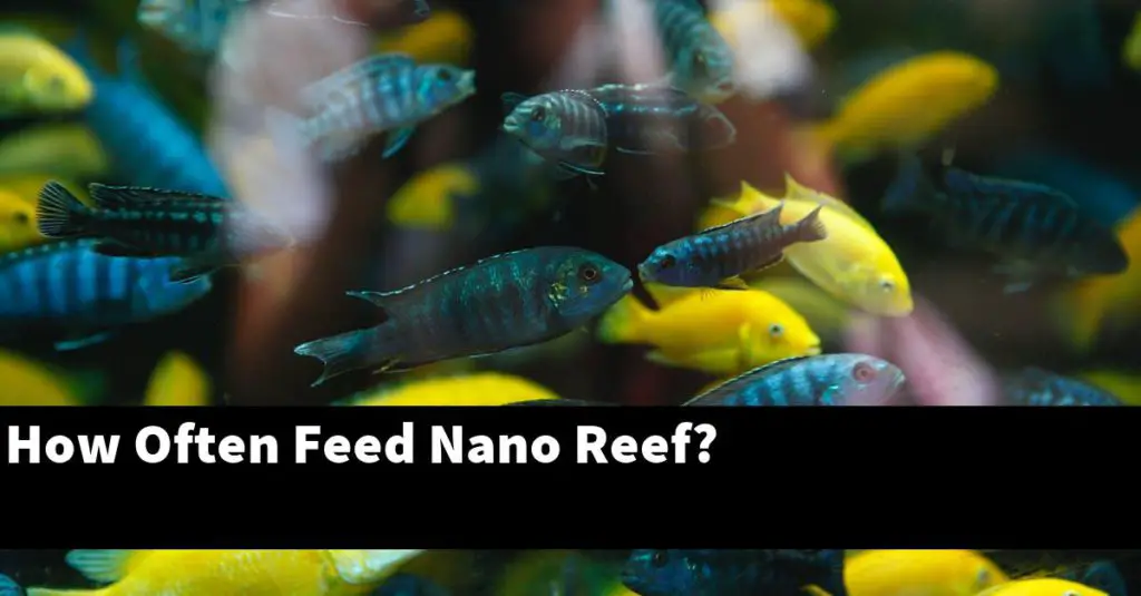 How Often Feed Nano Reef? Planted Nano Tanks