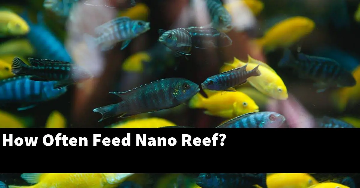 How Often Feed Nano Reef?