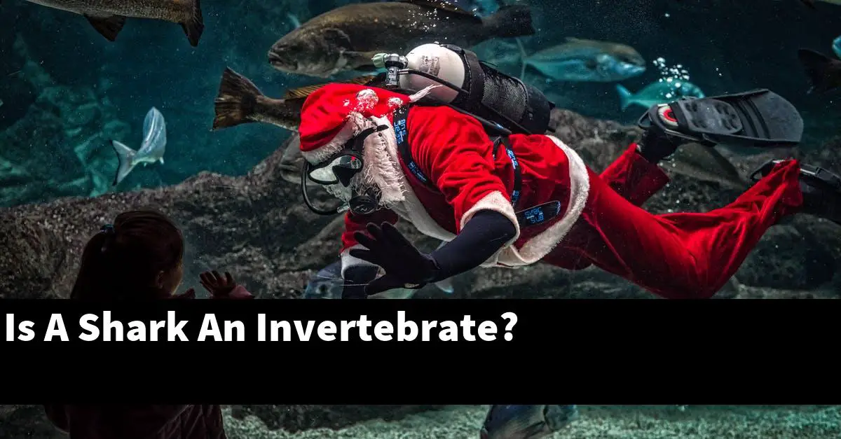 Is A Shark An Invertebrate?