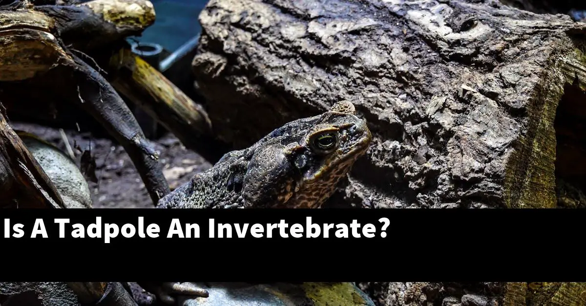 Is A Tadpole An Invertebrate?